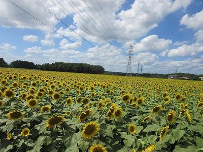 🌻 해바라기밭 (나카 해바라기 페스티벌) 이미지 2